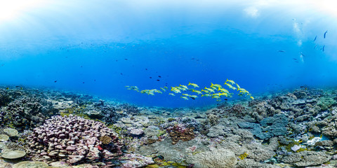 Healthy coral reef and school of fish in Palmyra panorama