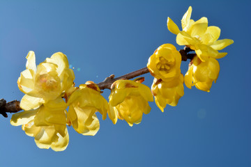 ソシンロウバイ