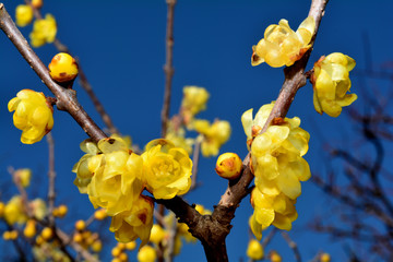 ソシンロウバイ