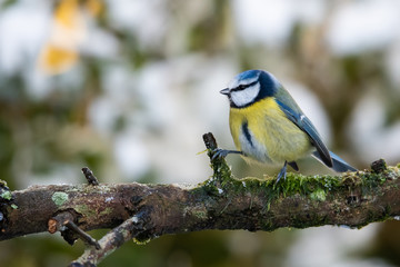 Blue Tit