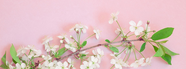 Obraz na płótnie Canvas White spring cherry tree blooming brunch