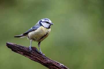 Naklejka premium Eurasian Blue Tit on a branch in the forest- The Netherlands