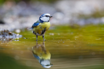 Eurasian Blue Tit going to drink in a pond with a nice reflection in the water- The Netherlands