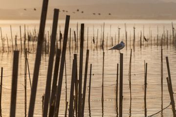 Seagull in the golden sunset on the calm waters in the natural park of Albufera, Valencia, Spain. Magic colors and natural background.