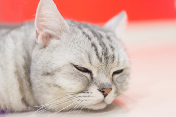 Portrait of a scottish fold cat.Face of scottish fold cat