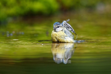 Eurasian Blue Tit taking a bath with a nice reflection in the water in the forest- The Netherlands