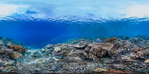 Healthy coral reef in Raja Ampat Indonesia panorama - obrazy, fototapety, plakaty