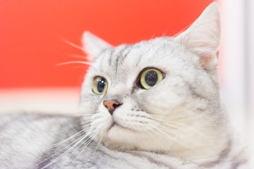 Portrait of a scottish fold cat.Face of scottish fold cat