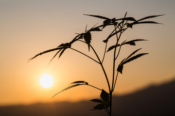 Cannabis silhouette at sunset, marijuana grows in the field, marijuana farm,