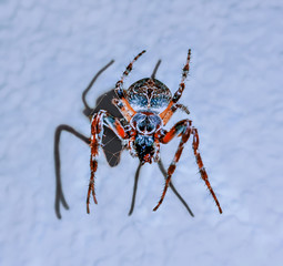 Spider on the wall