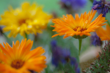 Obraz premium sommerblumen