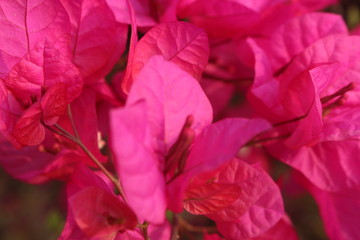 nature and architecture