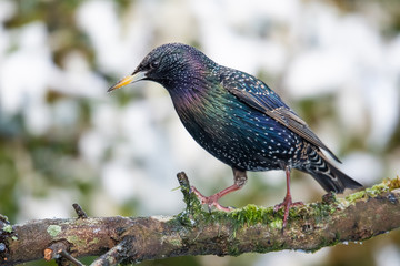 European Starling