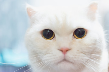 Portrait of a scottish fold cat.Face of scottish fold cat