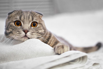 Adorable grey scottish fold tabby cat are squat on white bed in the room.
