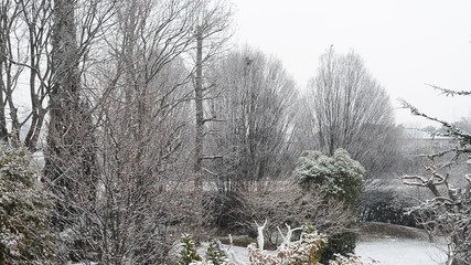 Snow falling on trees in the garden