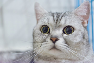 Portrait of a scottish fold cat.Face of scottish fold cat