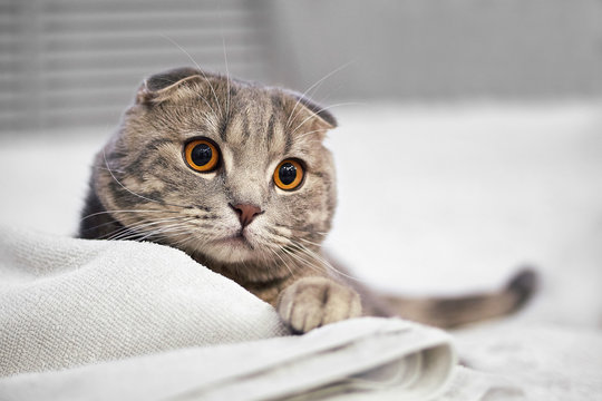 Adorable grey scottish fold tabby cat are squat on white bed in the room. - Powered by Adobe