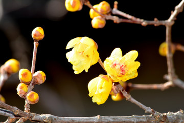 蝋梅（ロウバイ）