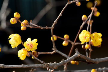 蝋梅（ロウバイ）