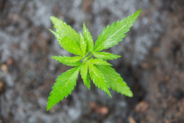 A small plant of cannabis seedlings at the stage of vegetation planted in the ground,  eceptions of cultivation in an indoor marijuana for medical purposes.