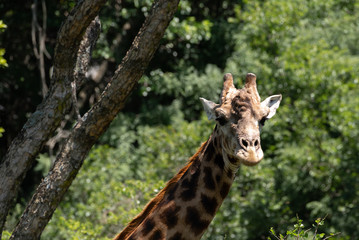 A male Giraffe under an Acacia tree.