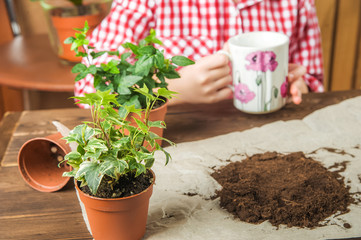 Heder pot with ivy. The girl drinks tea and transplants potted plants at home in the background. Earth, seedling, Spring, hands, the concept of protecting nature and ecology