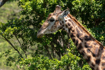 A male Giraffe under an Acacia tree.