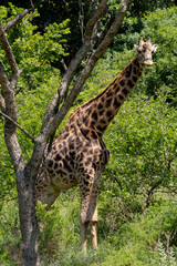 A male Giraffe under an Acacia tree.