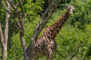 A male Giraffe under an Acacia tree.