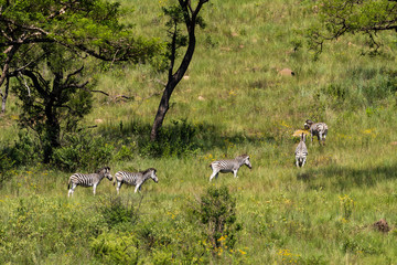 A small herd of Burchell's zebra.