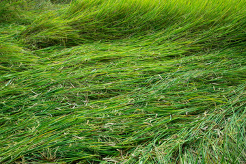 strong wind of storm caused damage rice field. poor production of harvest from natural action. fall down paddy rice field.