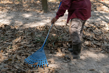 Sweep dry leaves of rubber tree for clean on the ground. by people use plaster broom. Wearing long...