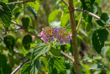 Pink and yellow Lantana camara flowers.