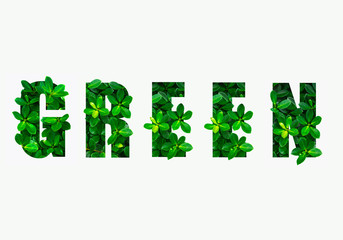 Nature concept alphabet of green leaves in alphabet letter V