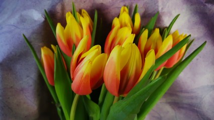 Fototapeta premium Tulpen 4