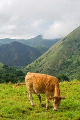 farm cows