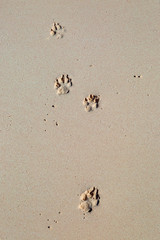 Paw prints on the sandy beach, at Horseshoe Bay, Bermuda