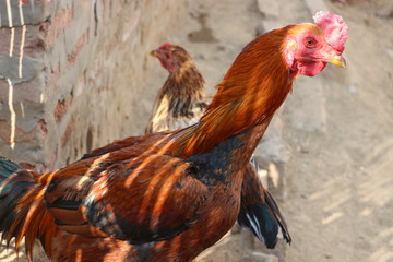 achitecture and nature and night life