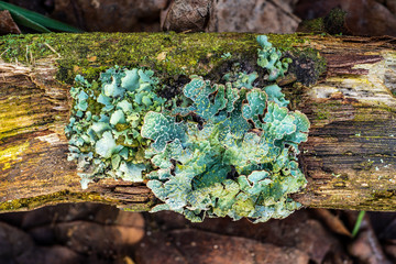 Fungus on a Dead Tree Branch