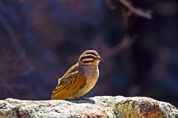Small Cape Bunting sunning in early morning