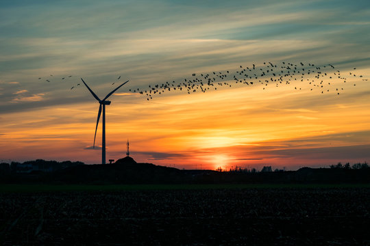 Silhouettes of a wind turbine and a swarm of birds against a colorful sunset sky