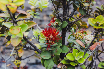 Ōhiʻa Lehua Pionierpflanze im Vulkankrater auf Big Island, Hawaii
