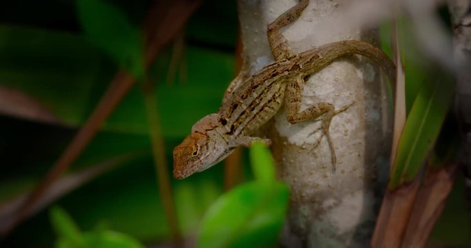 Brown Gecko lizard displaying mating activity by showing its dewlap