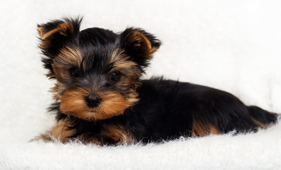 Puppy Yorkshire Terrier on a fluffy blanket