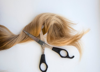 Curl of natural hair and scissors on white background