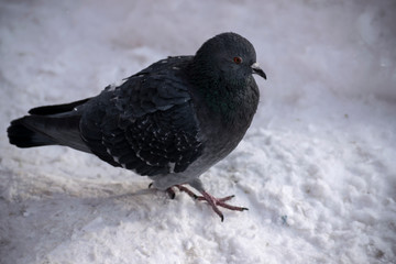 pigeon walks through the snow