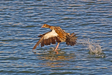 Egyptian Goose taking off