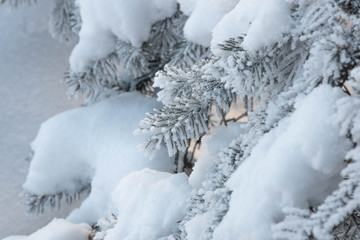 trees in hoarfrost