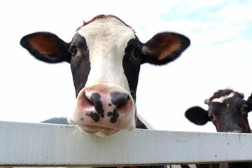 A close up of a black and white dairy cow
